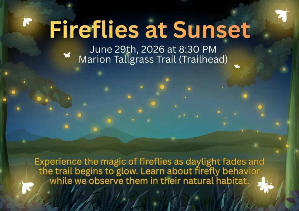 Fireflies at Sunset at the Marion Tallgrass Trail