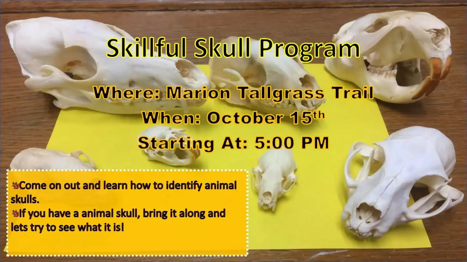 Skillful Skull Program at the Marion Tallgrass Trail