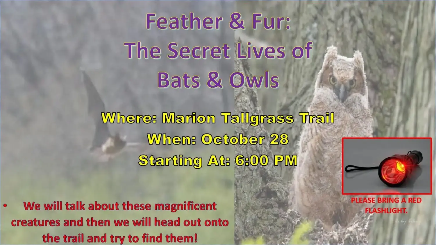 Feather & Fur: The Secret Lives of Bats and Owls at the Marion Tallgrass Trail