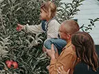 Couple lifting a little girl up to pick an apple at Lawrence Orchard.