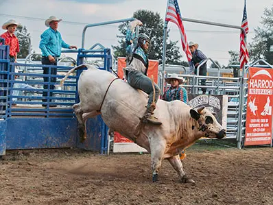 Rider on a bull at the HJT Bulls and Barrels rodeo