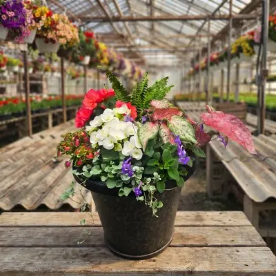 marion flower