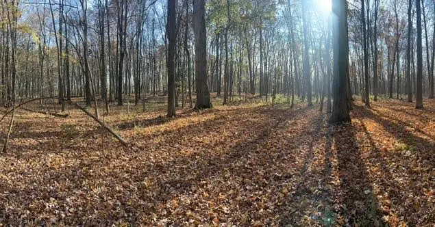 myers woods